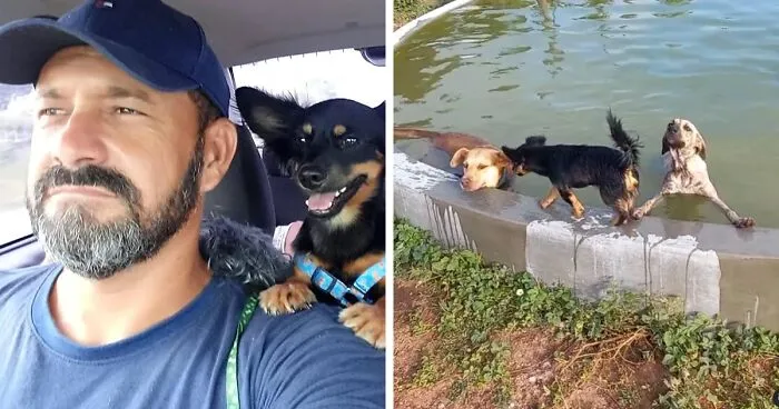 This Man Rescues Dogs In His Area And Decided To Build A Pool For The 27 He Has In His Care