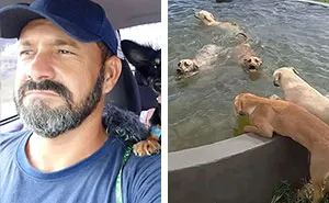 This Man Rescues Dogs In His Area And Decided To Build A Pool For The 27 He Has In His Care
