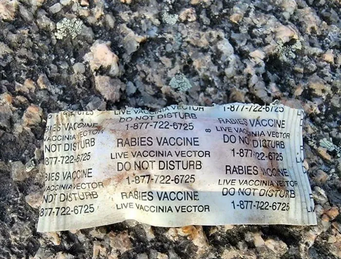 A Rabies Vaccines That Is Airdropped In The Woods For Raccoons To Eat
