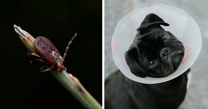 How to Get Rid of Mites on Dogs: A Vet's Guide to Dog Mite Infestations