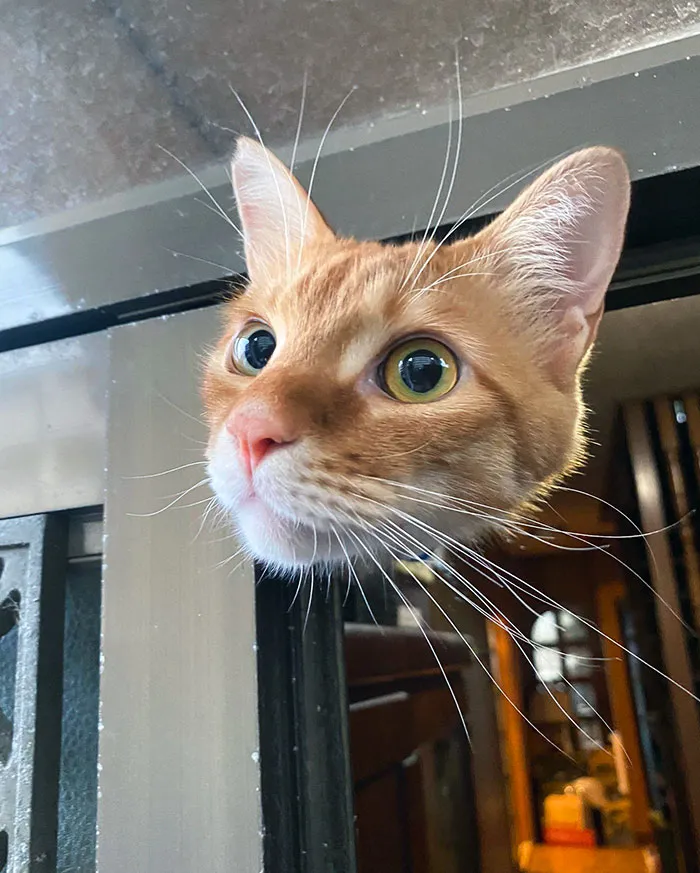 Cat With Only Head But No Body