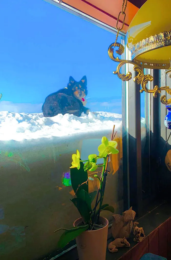 My Dog In The Clouds