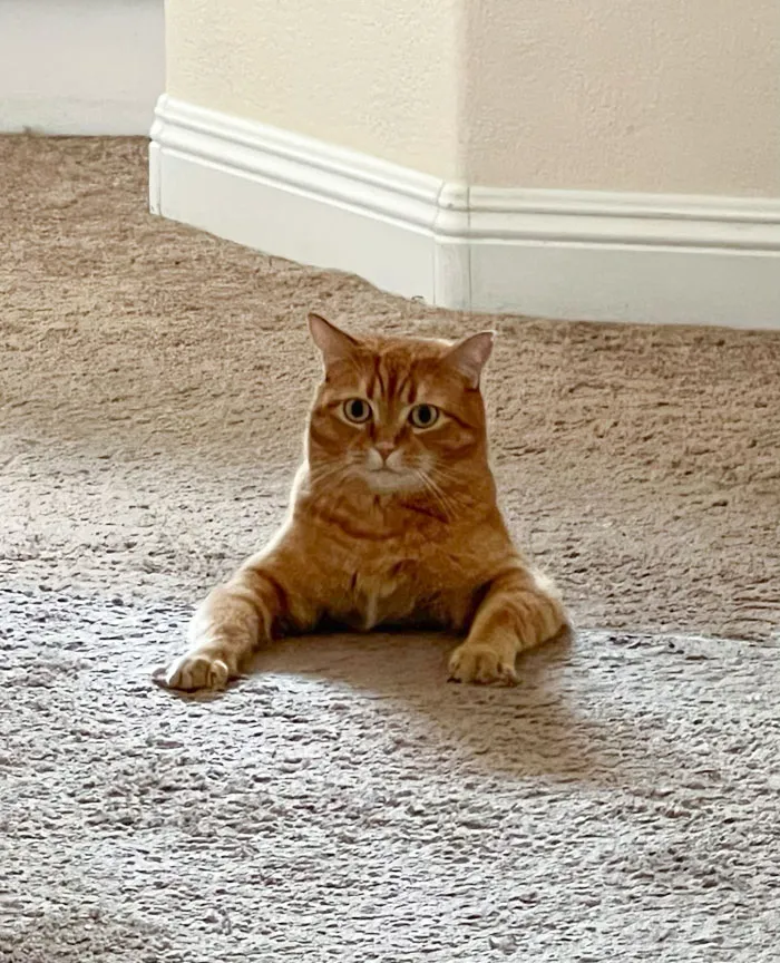 Pobre gato