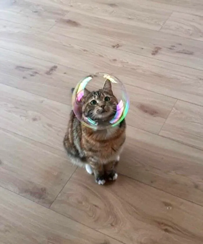 Gato y burbuja