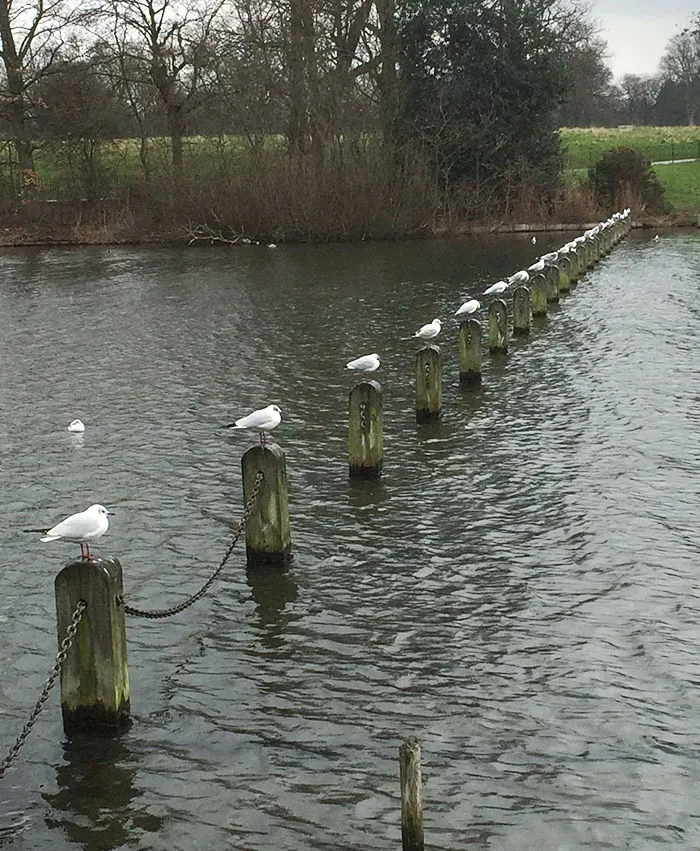 Estos pájaros en el parque