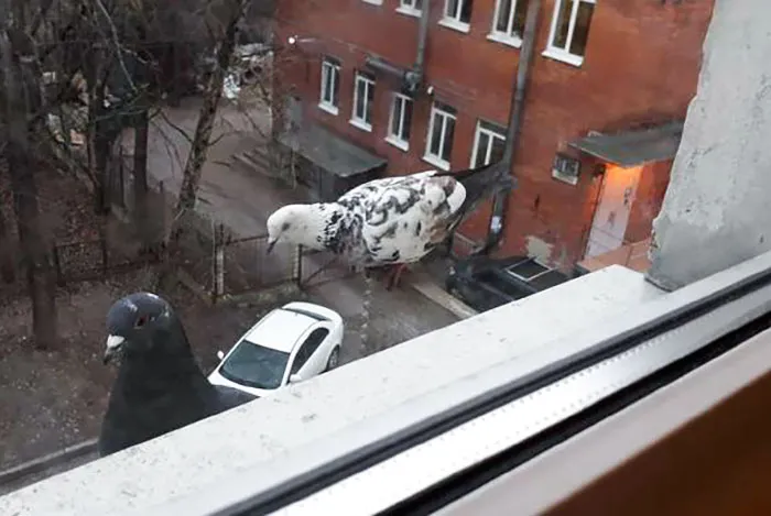 Giant Dove