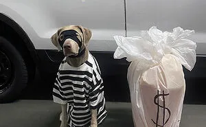 50 Times Pet Halloween Costumes Did Not Disappoint (New Pics)