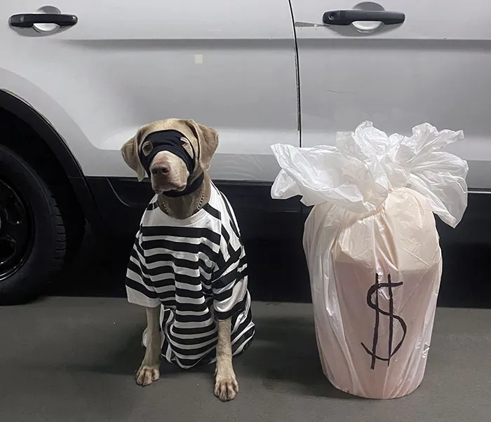 Our Metro Transit Police K9 Is All Dressed Up For Halloween