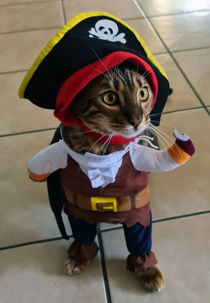 Cat dressed in an elaborate pirate costume with hat and hook, showcasing creative pet Halloween costumes.
