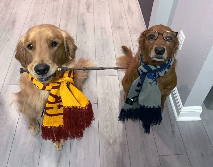 Two dogs in creative pet Halloween costumes, one holding a stick and both wearing scarves and glasses indoors on wooden floor.