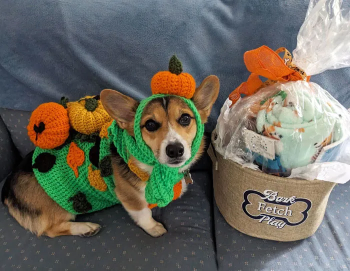 Corgi dressed in a handmade pumpkin costume on a couch next to a basket labeled Bark Fetch Play for Halloween.