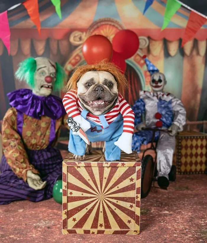 Pug dressed in a detailed pet Halloween costume with creepy clown props in a circus-themed setting.