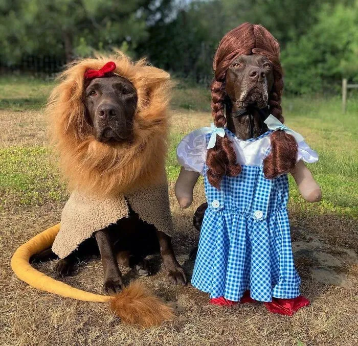 Two dogs dressed in creative pet Halloween costumes, one as a lion and the other as a character in a blue dress with braids.