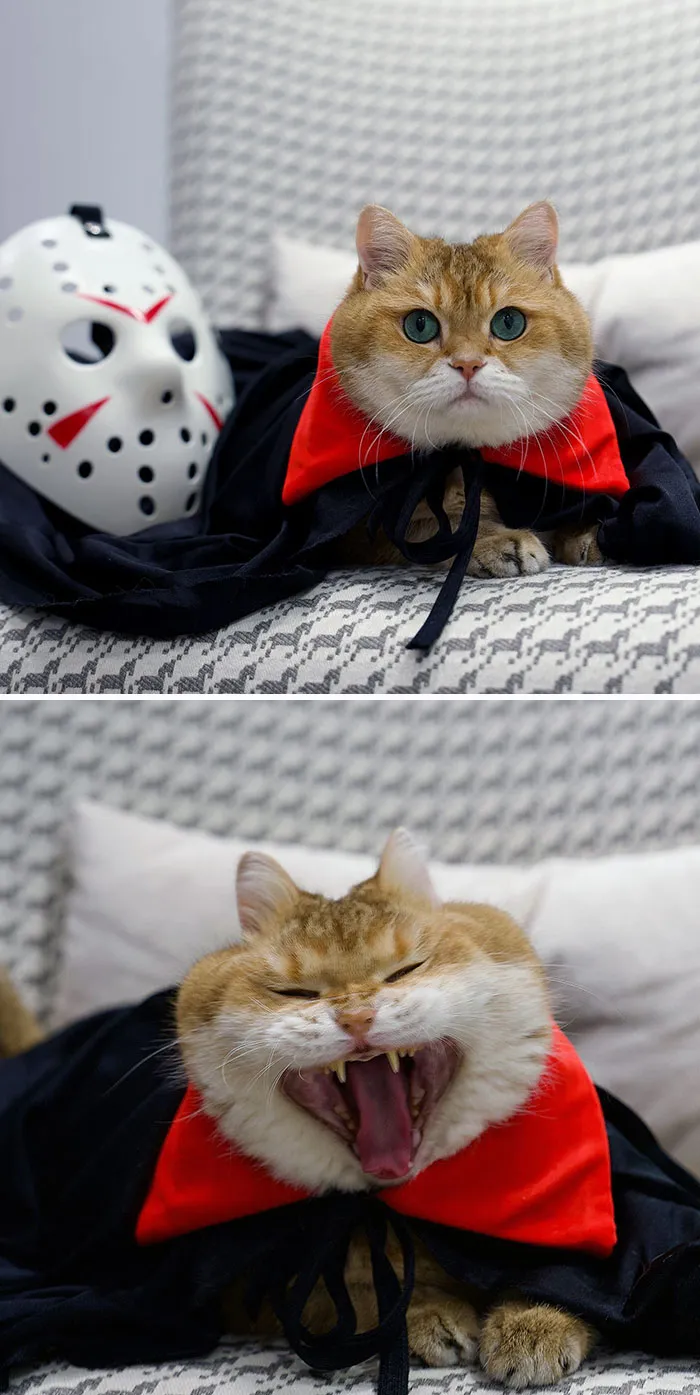 I'm Ready For Halloween, I'll Be Dracula