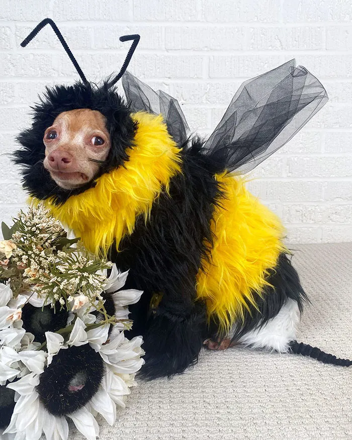 Small dog dressed in a fluffy yellow and black bee pet Halloween costume with wings and antennae sitting beside flowers.