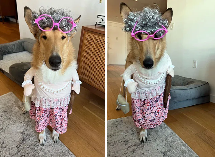 Dog in a detailed pet Halloween costume with gray wig, pink glasses, and floral dress standing indoors on wooden floor.