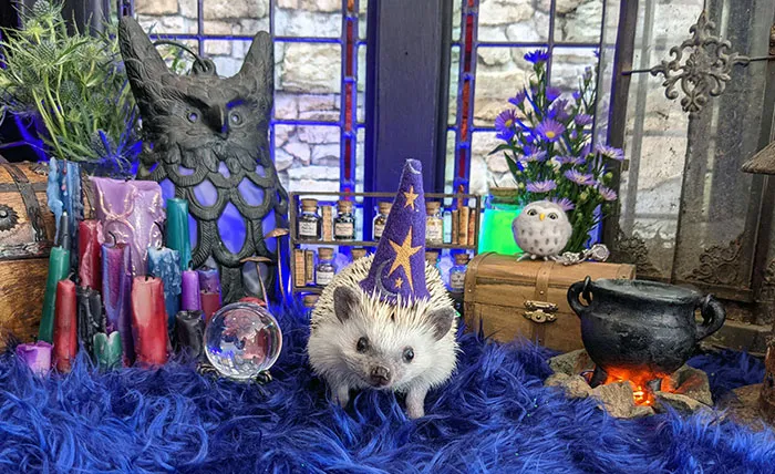 It's Never To Early Too Get Your Wizard Hat On
