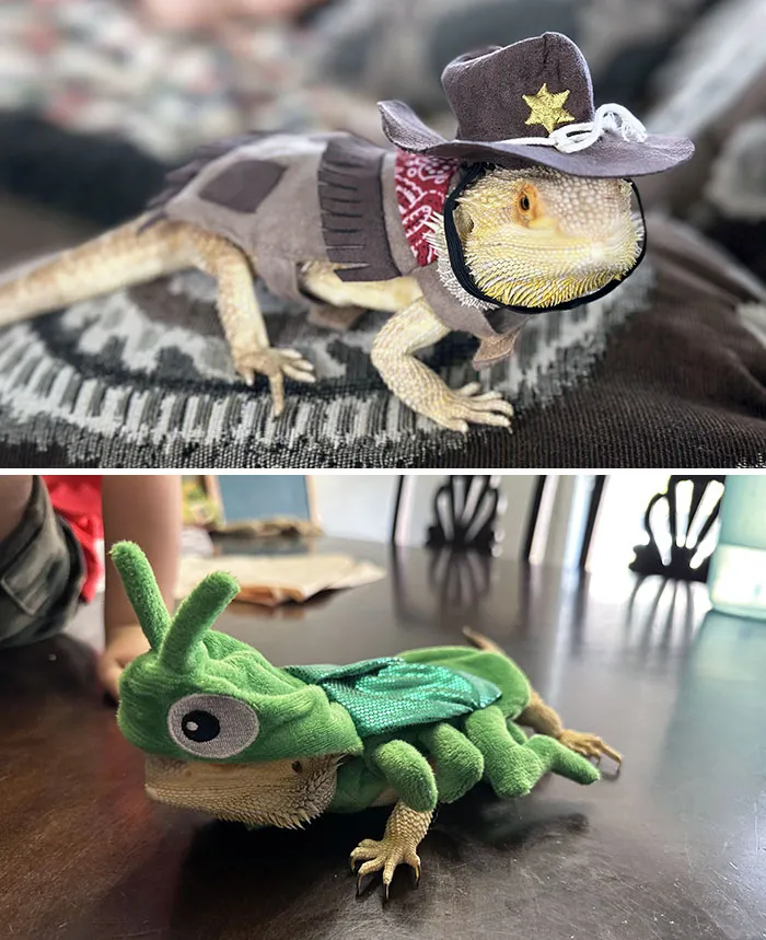 Bearded dragons wearing creative pet Halloween costumes, including a cowboy outfit and a green insect suit.