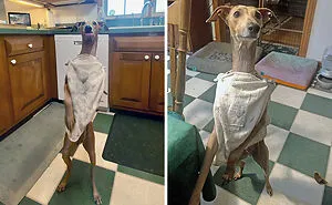 50 Times Pet Halloween Costumes Did Not Disappoint (New Pics)