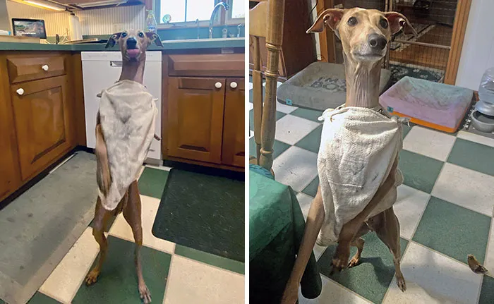 Dobby, The House-Dog