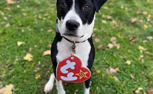 50 Times Pet Halloween Costumes Did Not Disappoint (New Pics)