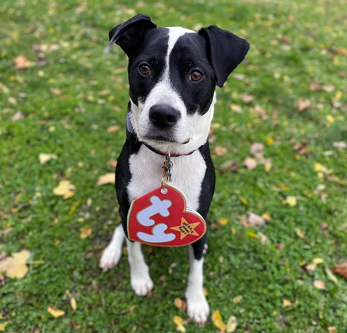 Easiest Dog Costume To Date