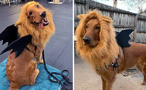 50 Times Pet Halloween Costumes Did Not Disappoint (New Pics)
