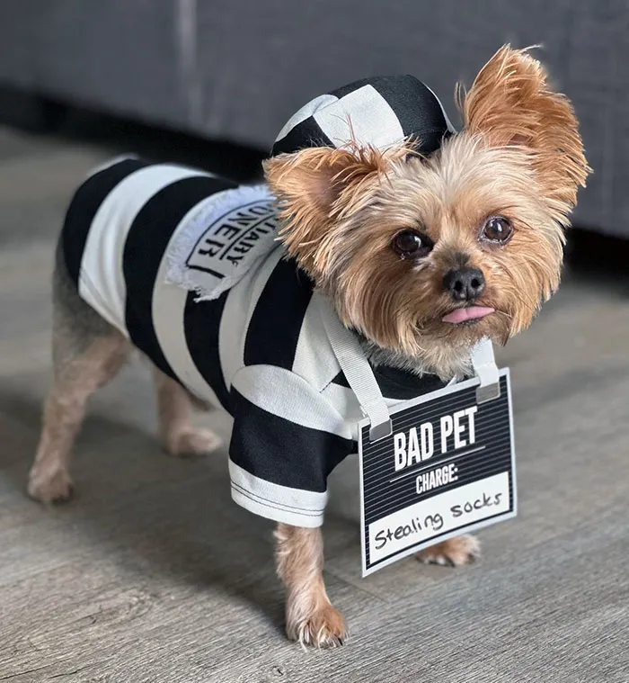 Small dog in a black and white pet Halloween costume wearing a sign that says bad pet charge stealing socks