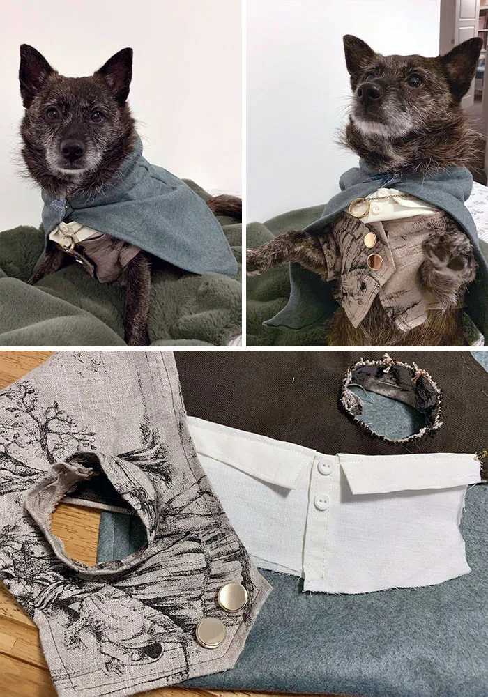 Dog dressed in detailed pet Halloween costume with cloak and vest, showing creative and impressive pet Halloween costumes.