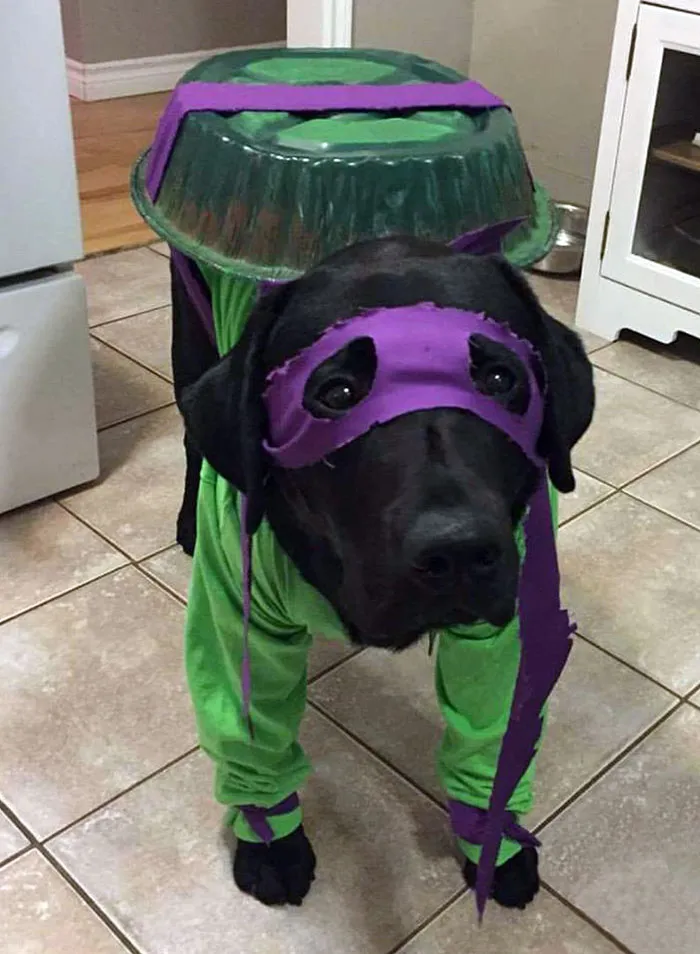 My Brother Sent Me His Dog's Halloween Costume, Dogatello