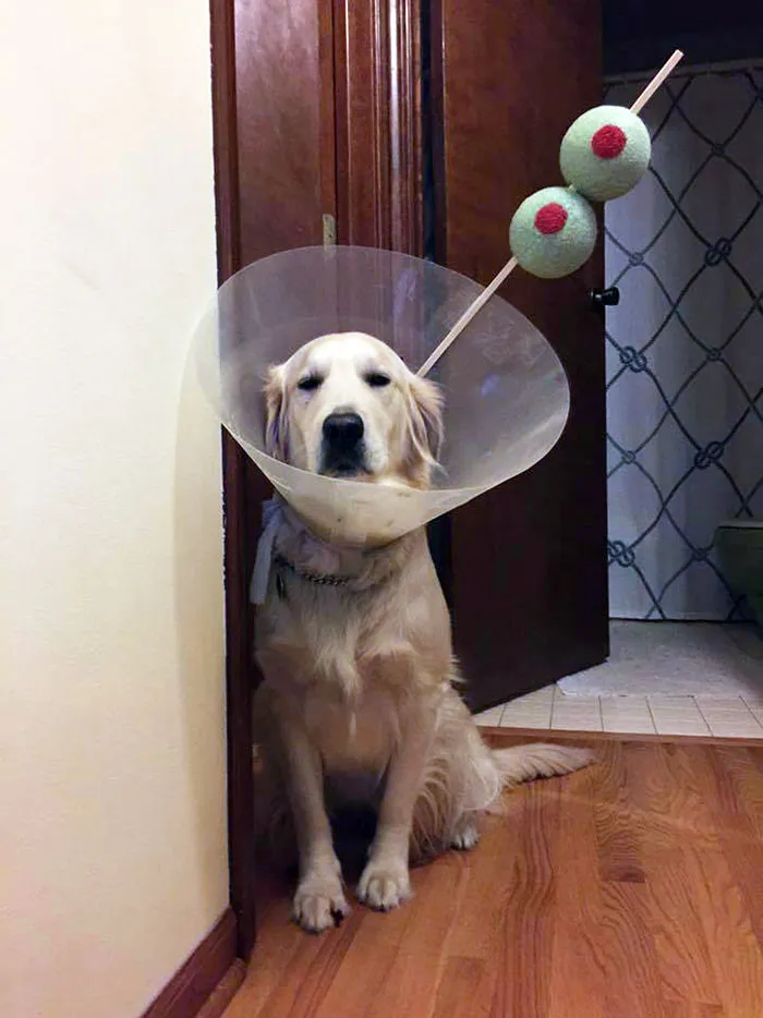 Martini Dog Is Not Amused