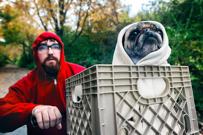 My Halloween Costume Features My Pug, Chuck