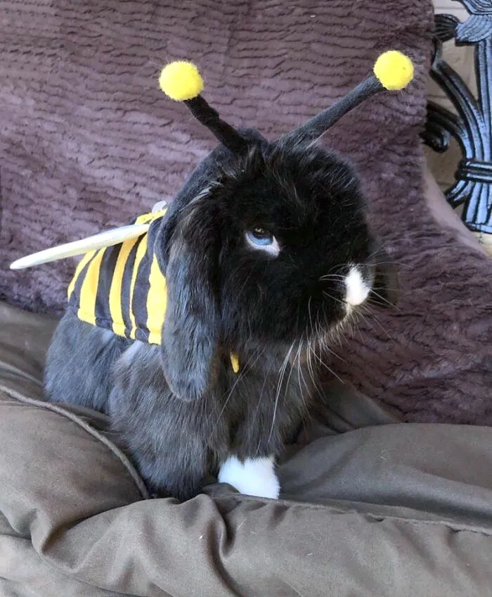 Black and white rabbit dressed in a cute bee pet Halloween costume sitting on a brown cushion indoors.