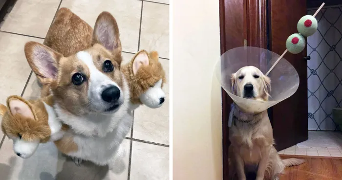 50 Times Pet Halloween Costumes Did Not Disappoint (New Pics)