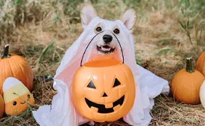 50 Times Pet Halloween Costumes Did Not Disappoint (New Pics)