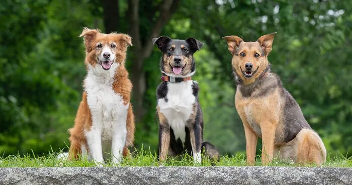 21 Pictures Of Rescued Dogs That I Professionally Photographed To Help Raise Money For An Awareness Project