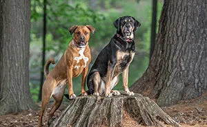 21 Pictures Of Rescued Dogs That I Professionally Photographed To Help Raise Money For An Awareness Project