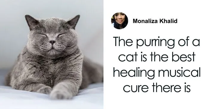 "A Great Surprise": Scientists Stunned After Discovering How Cats Purr
