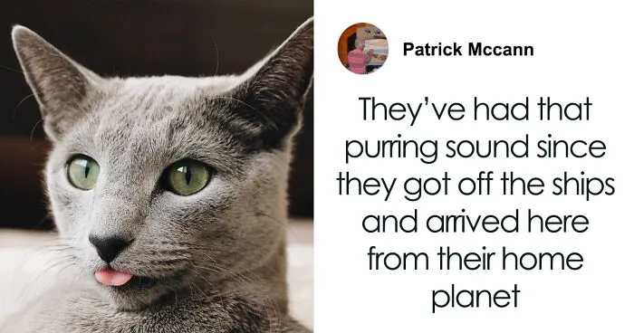 "A Great Surprise": Scientists Stunned After Discovering How Cats Purr