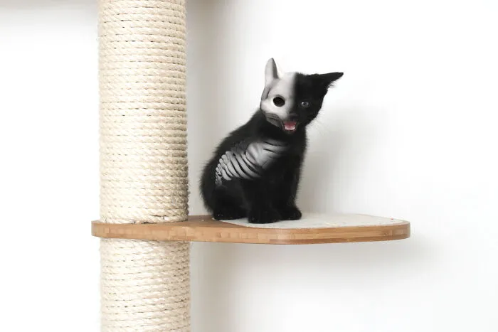Spooky Halloween Cats (12 Pics)