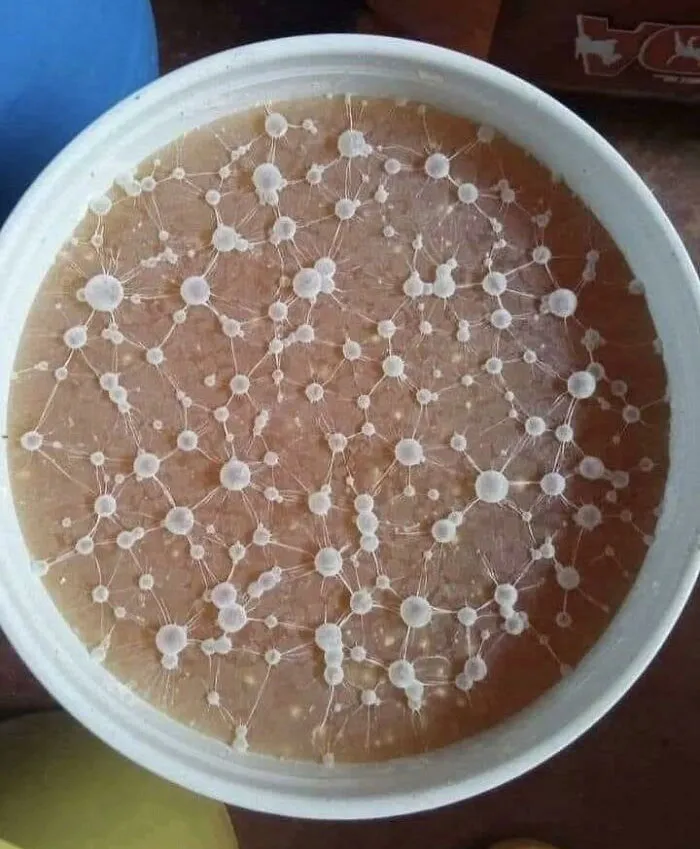 Mold Is Evolving