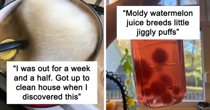 35 Curious Pictures That Can Only Be Described As ‘Moldly Interesting’