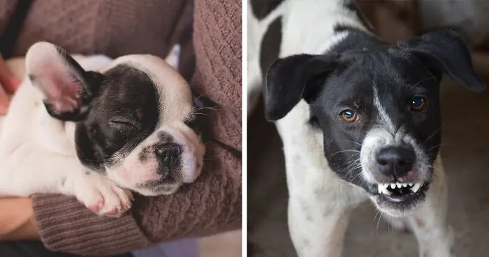Sleep Startle Reflex in Dogs: Tips for Managing Wake Aggression