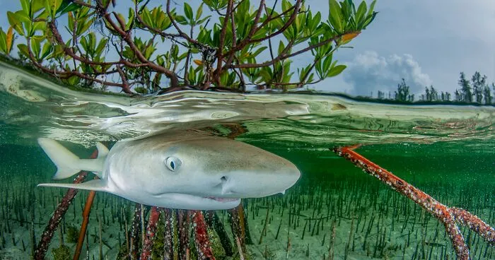 Spectacular Images Of The 2023 Mangrove Photography Awards (30 Pics)