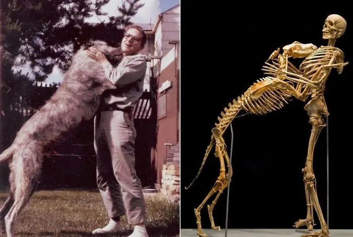 33 Datos curiosos y algunos tan morbosos que no son aptos para cardíacos