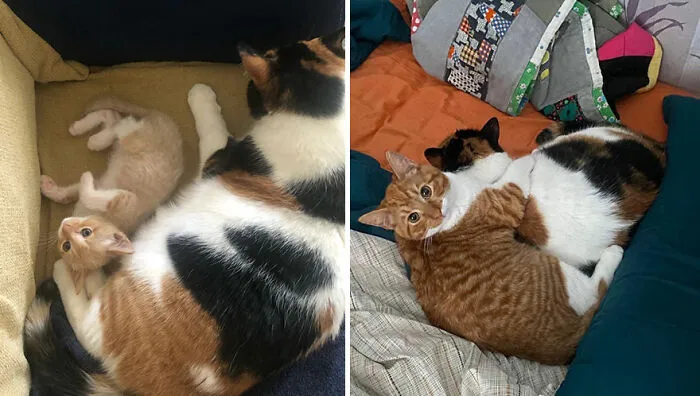 This Online Community Shares Adorable Side-By-Side Comparisons Of Cats Now And When They Were Little (50 New Pics)