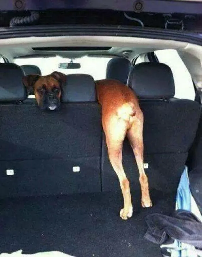 This Page Shares The Most Random And Entertaining Pics, And Here's 30 Of The Best