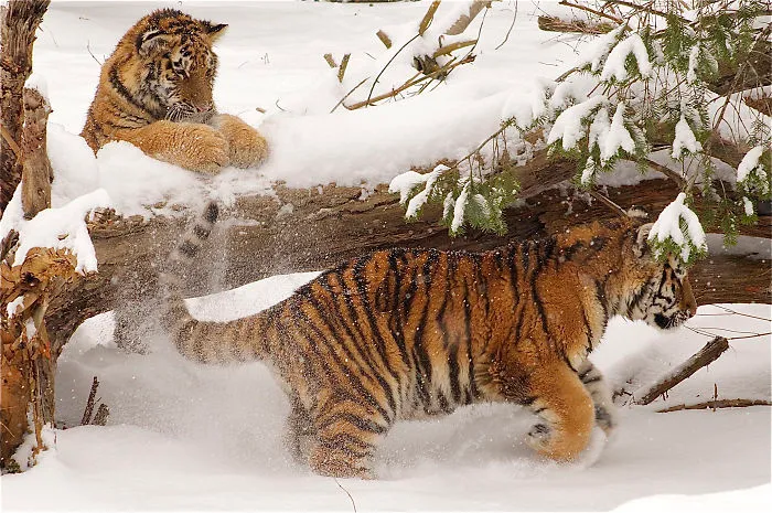 Look Out Behind You!
