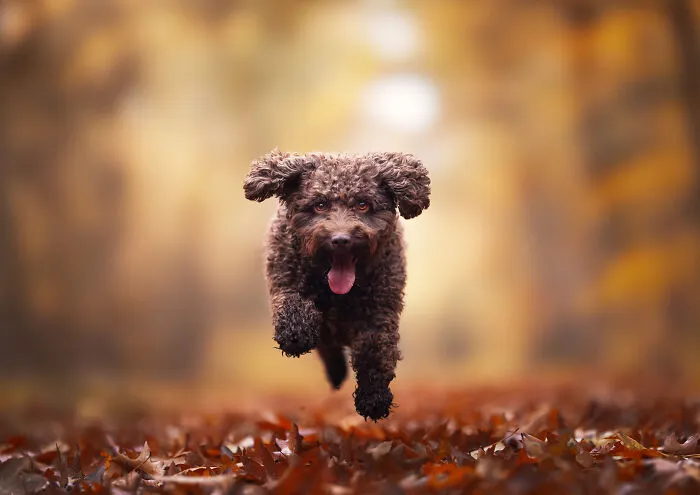 Here Are 22 Of My Favorite Photos Of Dogs I Took During Autumn (New Pics)