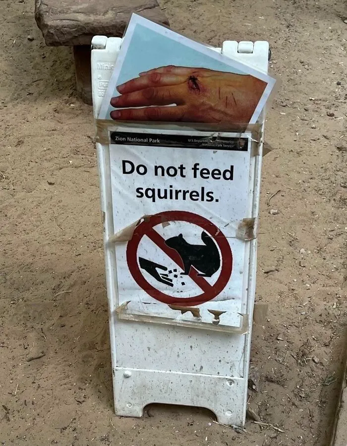 Don't Feed The Squirrels In Zion National Park